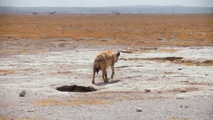 鬣狗走出洞，在广阔而空旷的田野中行走，幼崽试图跟随，肯尼亚安博塞利国家公园