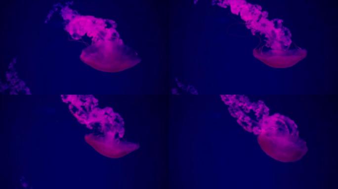 荧光水母游泳水下水族馆游泳池，带粉色霓虹灯
