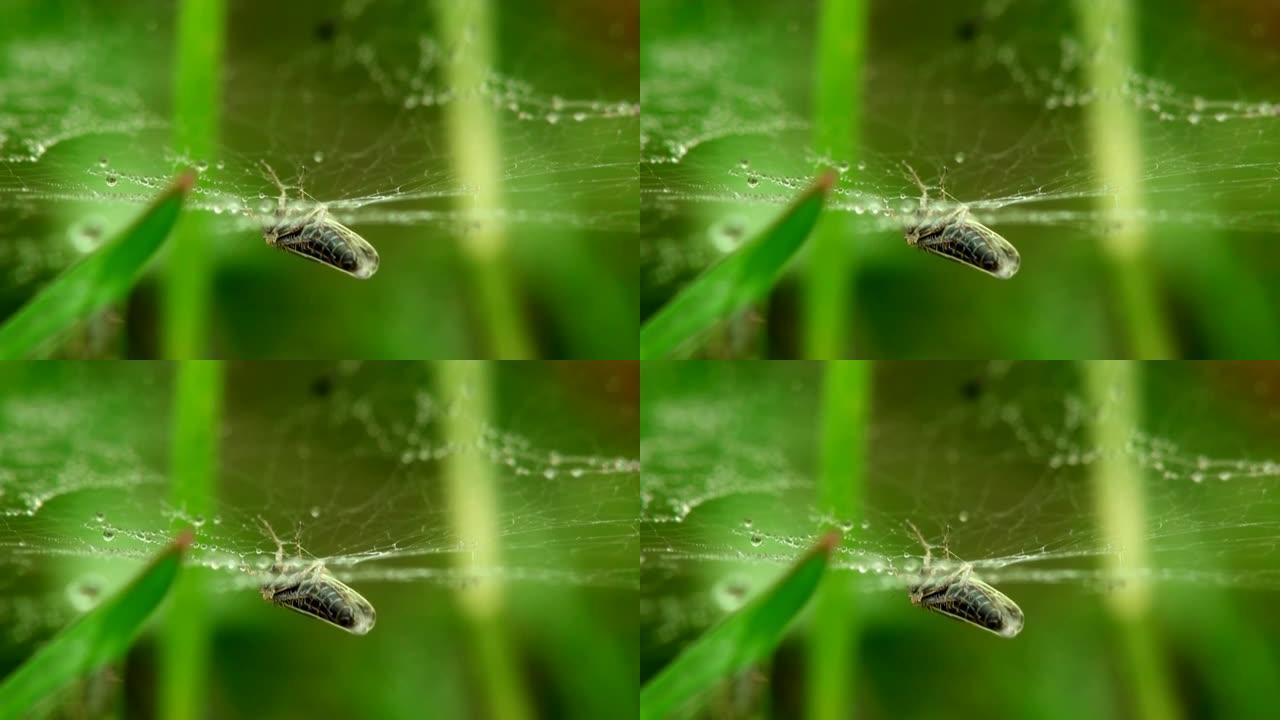 蜘蛛网中的干蝇