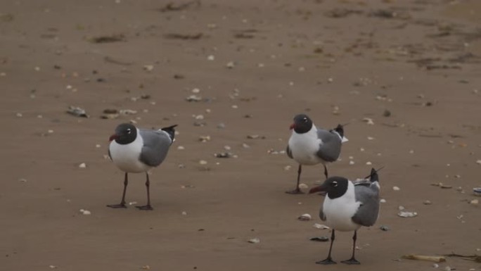 三个白色的海鸥在沙滩上看着相机