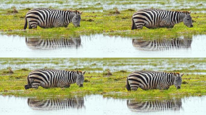 斑马在长时间的饥饿后发现了一个水坑，上面布满了草，站在水中，从水面进食，肯尼亚安博塞利国家公园