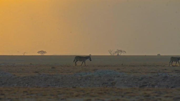 一群斑马优雅地漫步在萨凡纳的风景中，日落时背景为树木，从侧面看，肯尼亚安博塞利国家公园