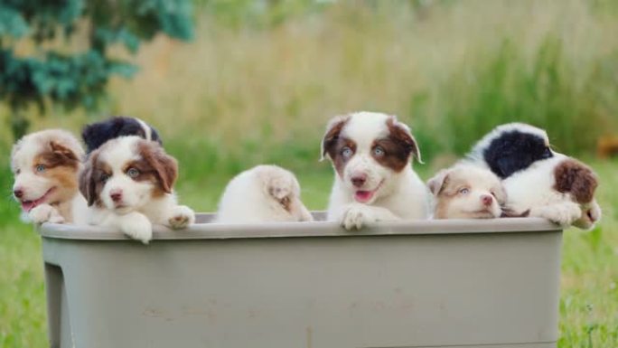 草坪上的一个大篮子里的可爱的澳大利亚牧羊犬小狗