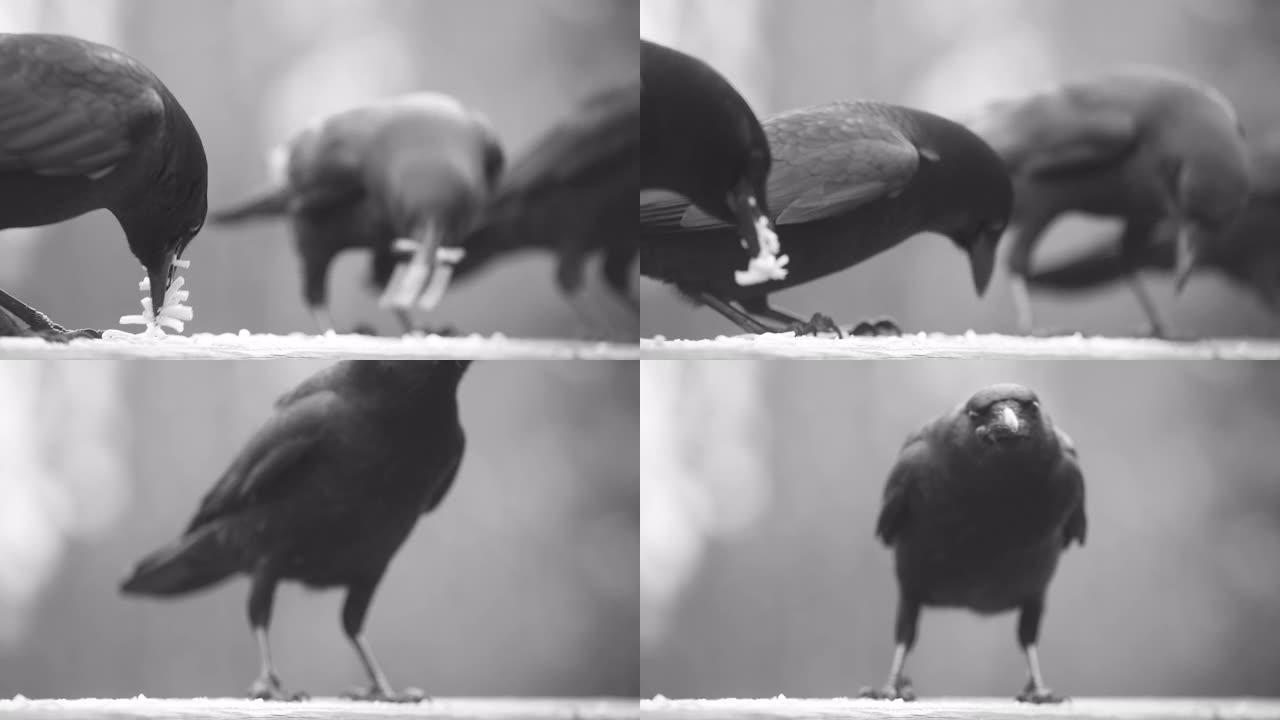 乌鸦以食物残渣为食