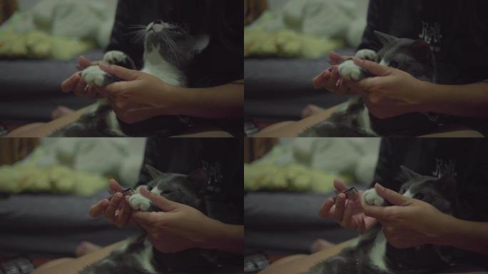 可爱的猫的主人正在用剪刀剪指甲。
