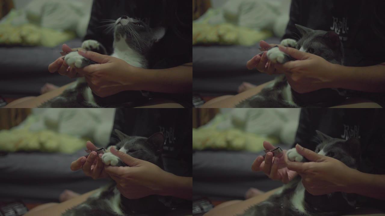 可爱的猫的主人正在用剪刀剪指甲。