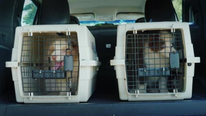 汽车后备箱里有两个笼子，里面有小狗。送狗