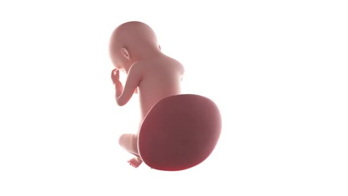 胎儿动画-第30周