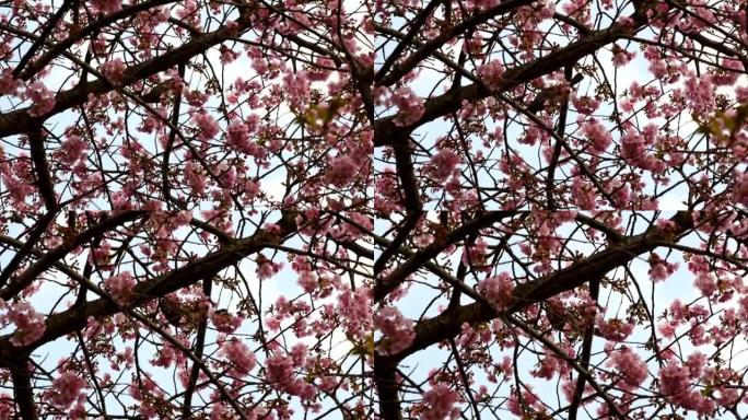 松田山上的樱花在阳光下盛开的动态镜头。