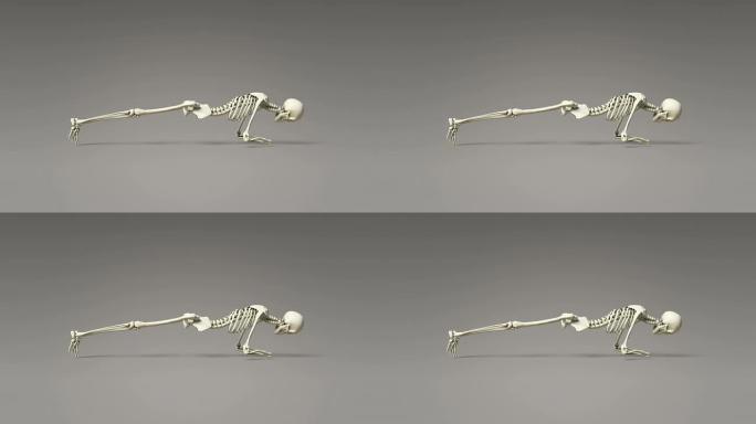 人体骨骼的瑜伽海豚板姿势