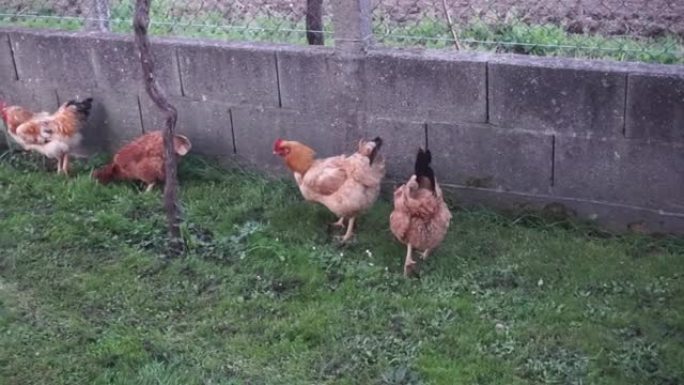 一些红鸡在草地上吃蜗牛