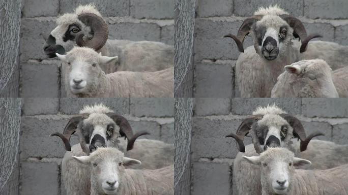 阿根廷卡塔马卡省一个农场的卷角羊。