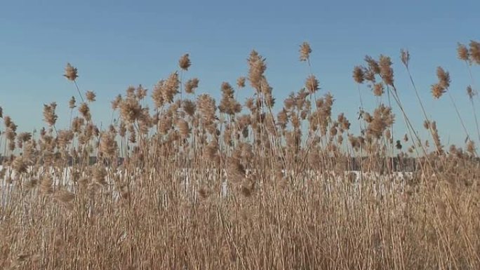 冻海二号附近的干草 (HD 1080i/50)