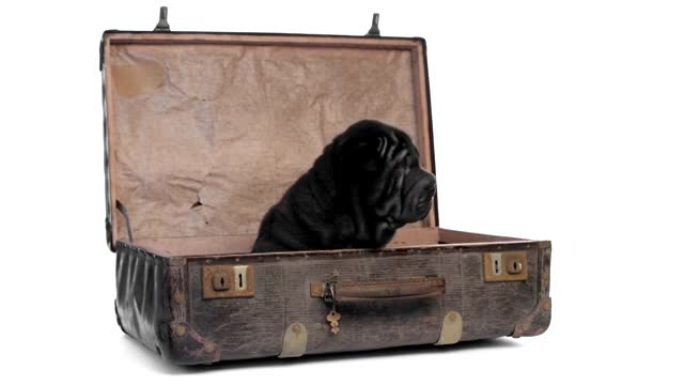 沙皮小狗坐在一个旧手提箱里