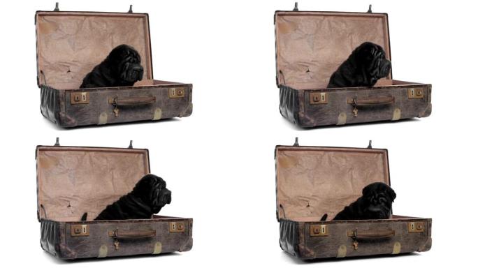 沙皮小狗坐在一个旧手提箱里
