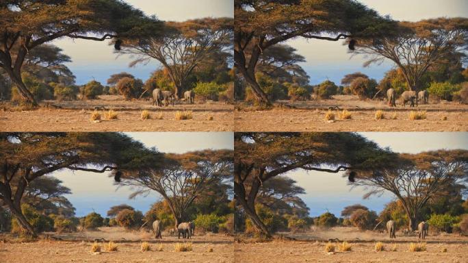 肯尼亚安博塞利国家公园黄昏时分，三只成年大象和一只小牛躺在相思树下，站在热带草原上