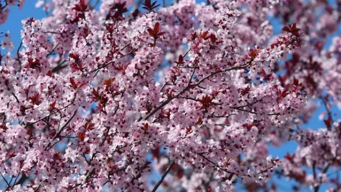三月，蜜蜂从公园里美丽的粉红色开花树上吸花蜜。