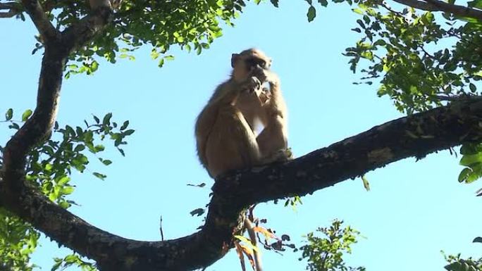 马拉维: 猴子吃糖2