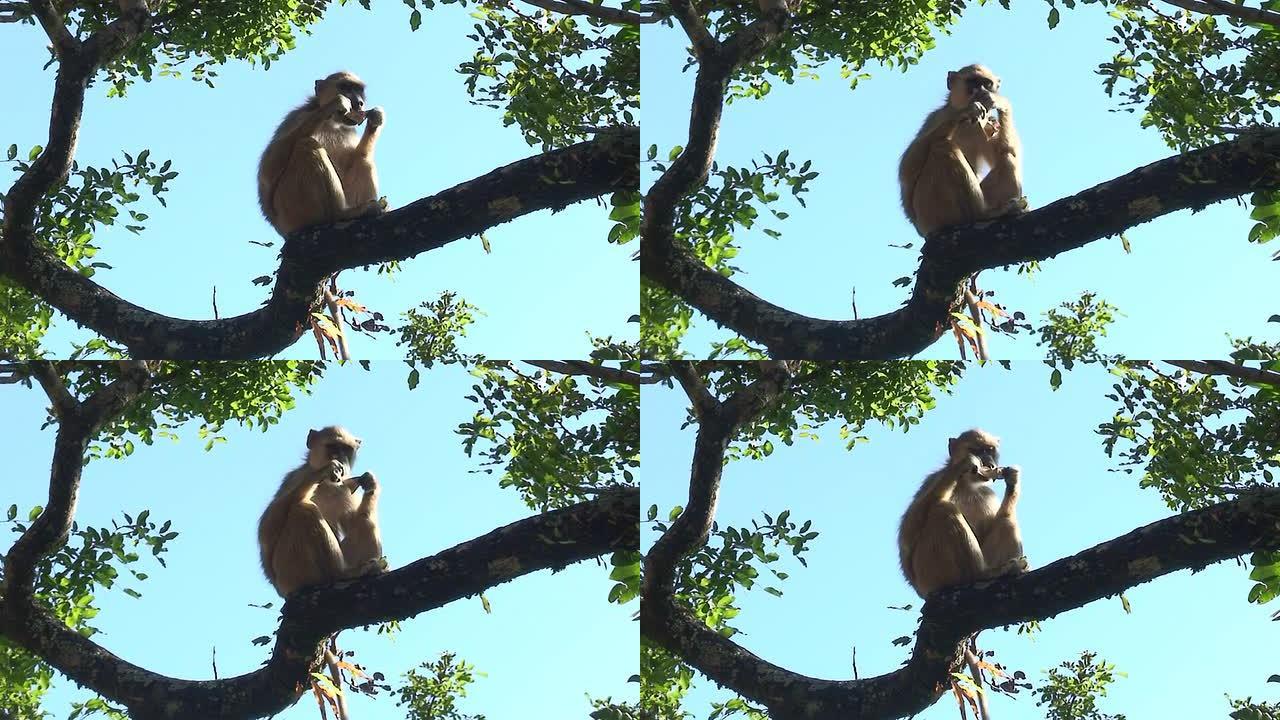 马拉维: 猴子吃糖2