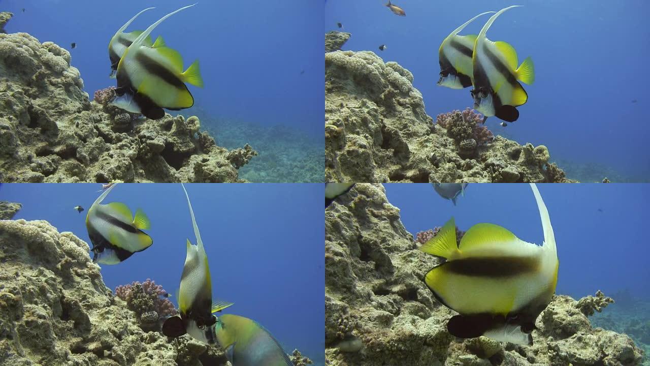 海洋生物-旗鱼