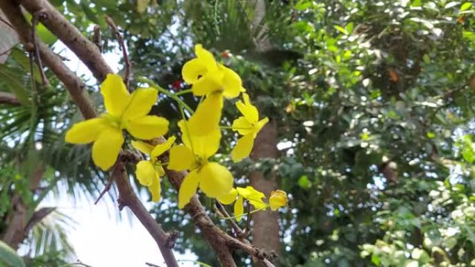 决明子瘘管或金色花洒树花喀拉拉邦决明子瘘管或金色花洒在风中缓慢摇摆的景色。