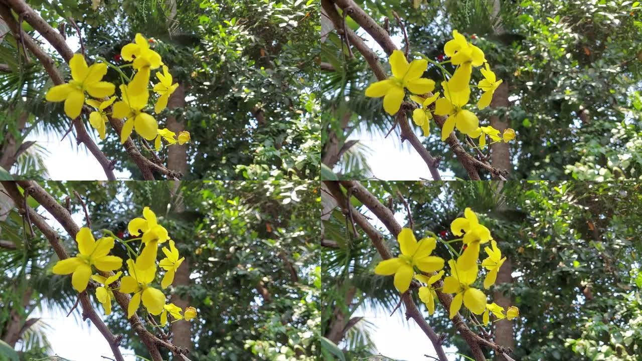 决明子瘘管或金色花洒树花喀拉拉邦决明子瘘管或金色花洒在风中缓慢摇摆的景色。