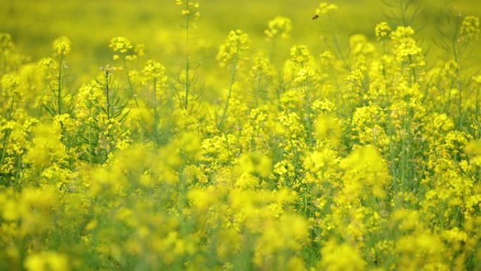 黄色油菜花花海油菜花农业种植