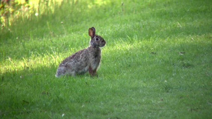 野兔坐在野外，准备奔跑 (高清)