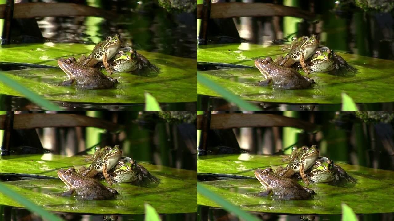 睡莲池塘里的青蛙