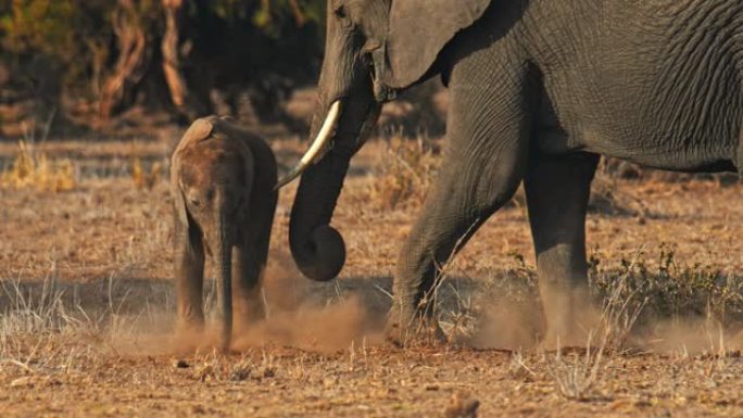 慢动作幼象站在野外的成年大象旁边，成年大象向大象小牛投掷沙子，肯尼亚安博塞利国家公园
