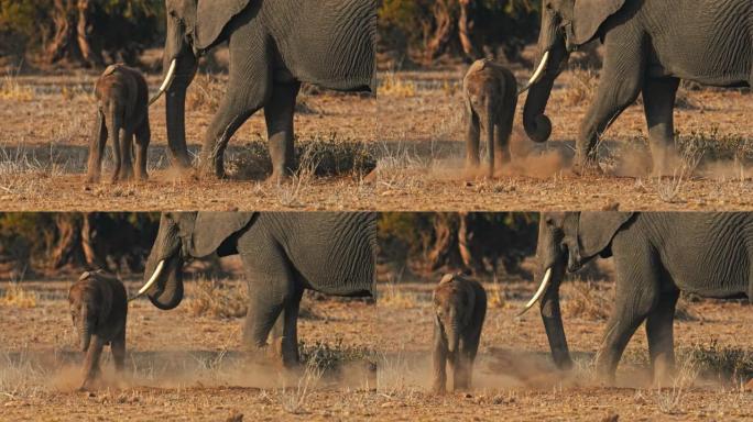 慢动作幼象站在野外的成年大象旁边，成年大象向大象小牛投掷沙子，肯尼亚安博塞利国家公园
