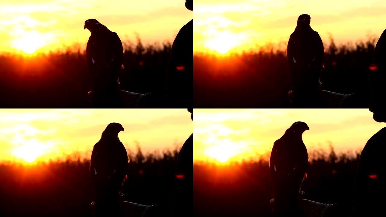 猎鹰和日落