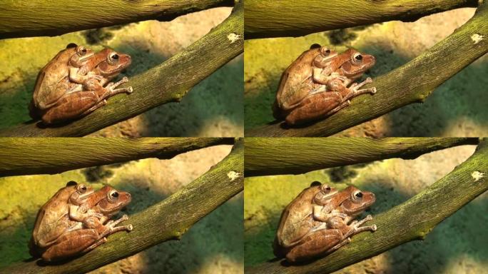 两只热带青蛙，坐着 (HD 1080i/50)