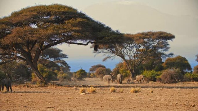 肯尼亚安博塞利国家公园金色草地稀树草原上的成年大象和大象小牛在树下休息