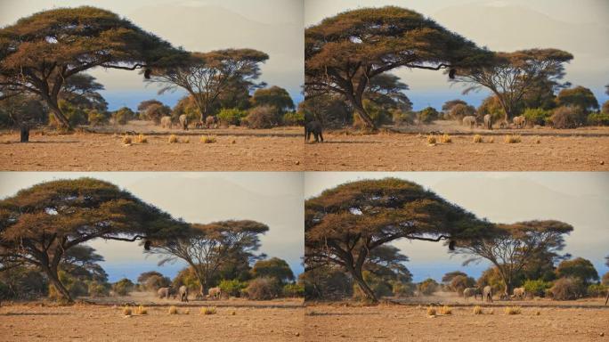 肯尼亚安博塞利国家公园金色草地稀树草原上的成年大象和大象小牛在树下休息