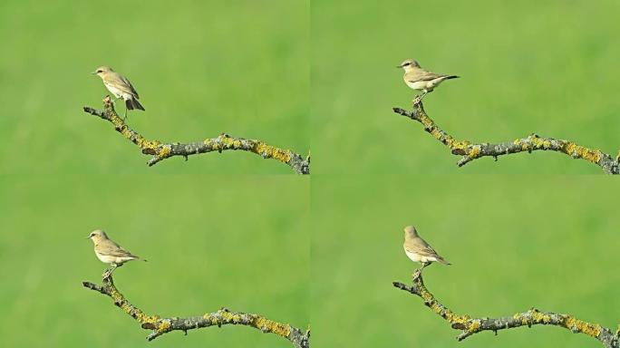 稀有的外来鸟类Isabelline Wheatear栖息在灌木树枝上。