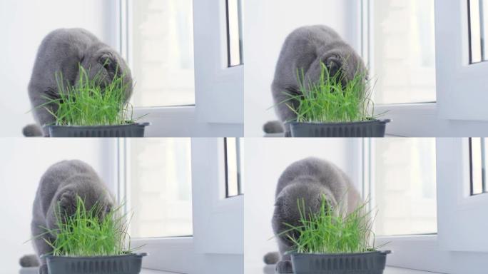 一只灰猫坐在窗台上吃绿色燕麦草的芽。