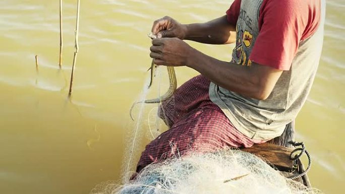 渔民在独木舟的船头将水蛇从网中分离出来