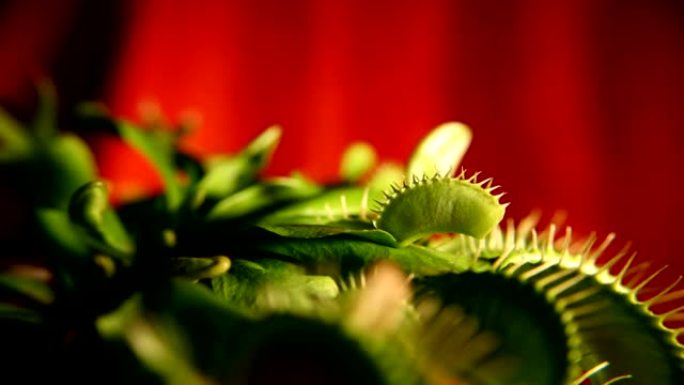 捕蝇草 (Dionaea muscipula) 生长 (延时)