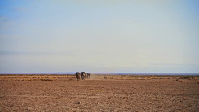 慢动作的大象群漫步在干燥的金色田野中，白天从远处观看，肯尼亚安博塞利国家公园