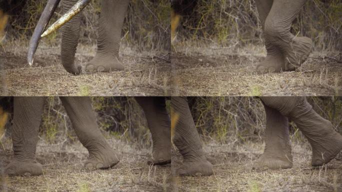 在肯尼亚安博塞利国家公园的贫瘠草地上行走时，大象的脚，象牙和树干的慢动作特写