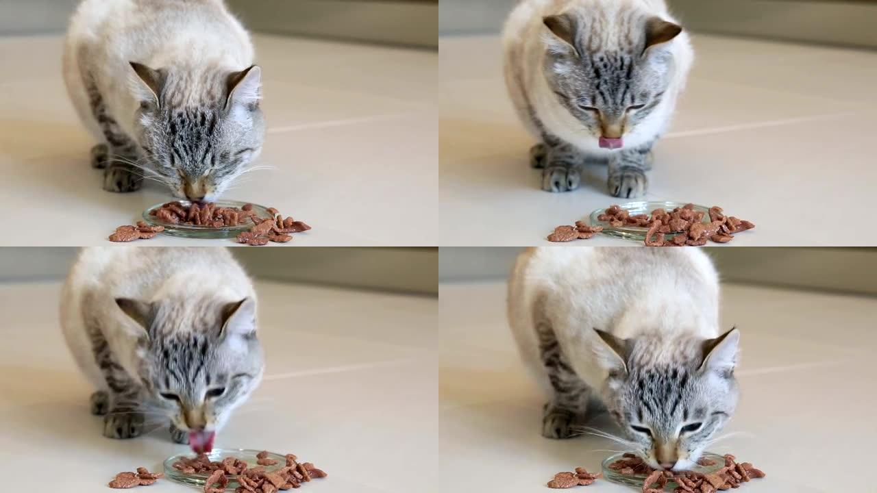 泰国猫吃肉类罐头。