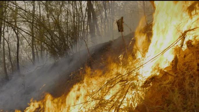 在东南亚季节性干燥的热带生态系统中，热带森林大火对其生态系统产生了负面影响。