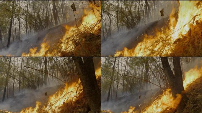 在东南亚季节性干燥的热带生态系统中，热带森林大火对其生态系统产生了负面影响。