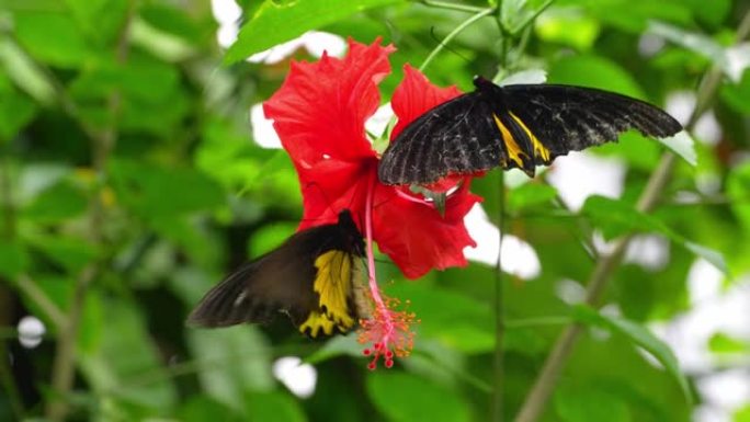 马来西亚的热带蝴蝶天堂。开花植物中的热带彩色蝴蝶。“Troides rhadamantus”，或金色