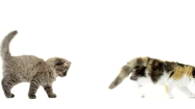 三只小猫在单个文件中行走