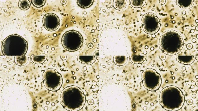 通过显微镜背景看到的白细胞繁殖