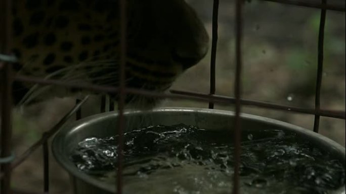豹子在慢动作中喝水