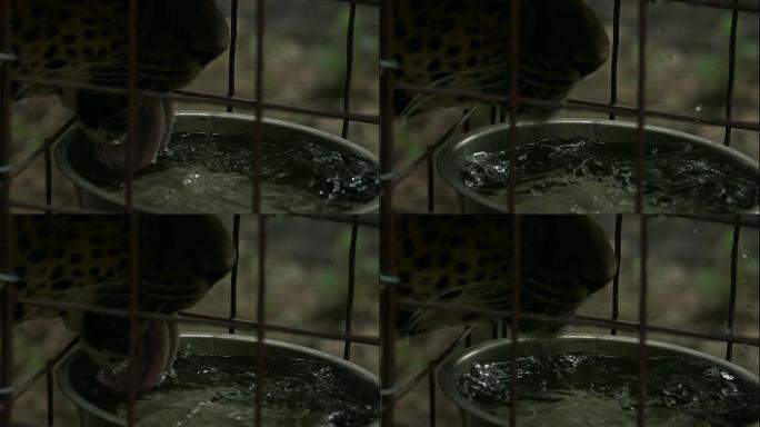 豹子在慢动作中喝水