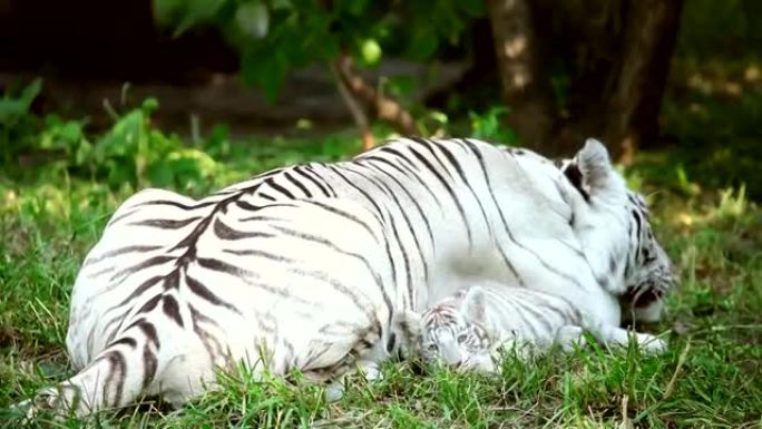 白母老虎。